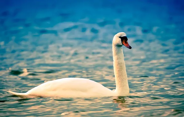 Picture WATER, WHITE, RUFFLE, BIRD, SWAN, NECK