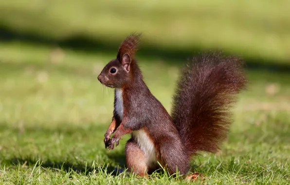 Picture grass, glade, protein, tail