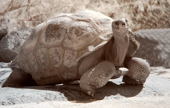 Animal, Turtle, shell