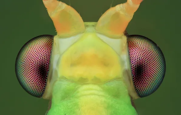 Eyes, macro, background, insect