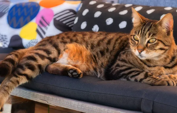 Cat, cat, look, face, bench, comfort, background, pillow