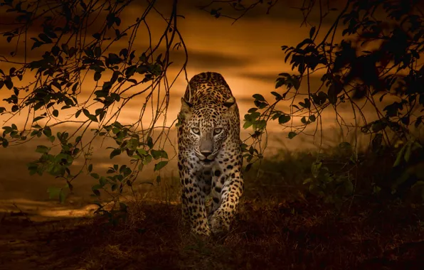 Picture sunset, branches, predator, leopard, wild cat