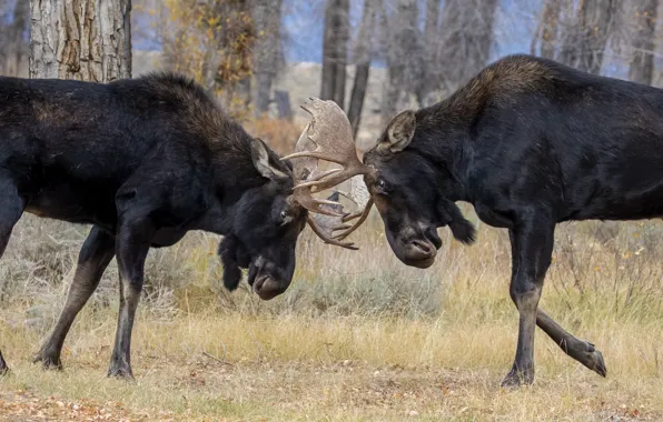 Autumn, forest, grass, look, glade, fight, pair, horns