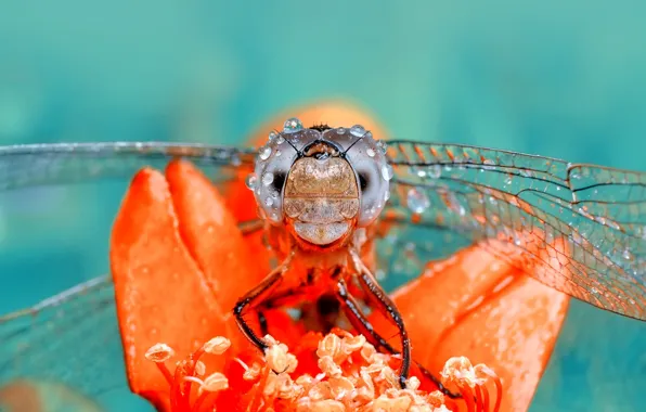 Macro, dragonfly, insect