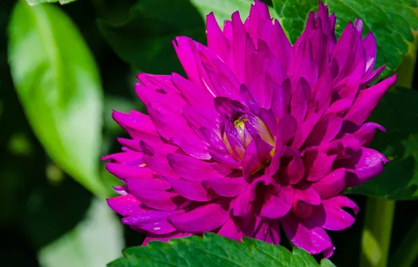 Macro, flowers, pink, raspberry, dahlias