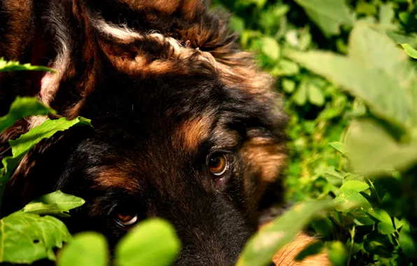 Eyes, look, nature, dog, puppy, shepherd