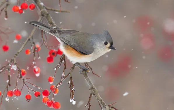 Picture winter, snow, nature, berries, bird, branch, bokeh, crested tit