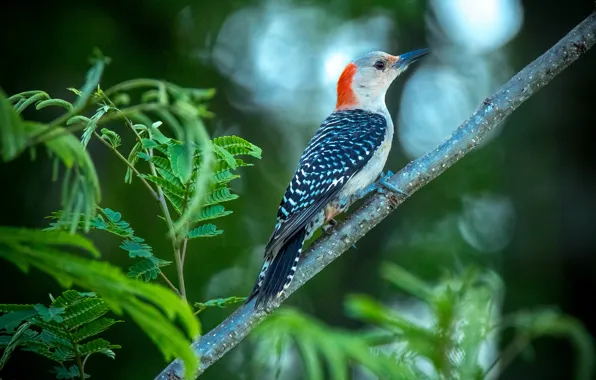 Bird, branch, woodpecker