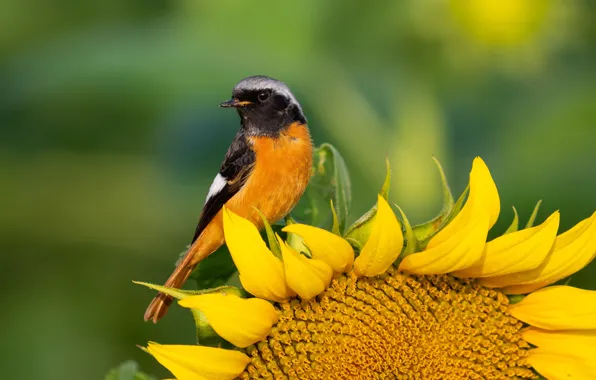 Picture background, bird, sunflower, petals, Siberian Redstart