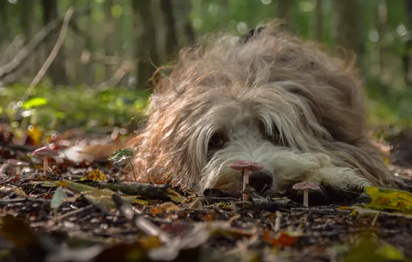 Look, nature, each, mushrooms, dog