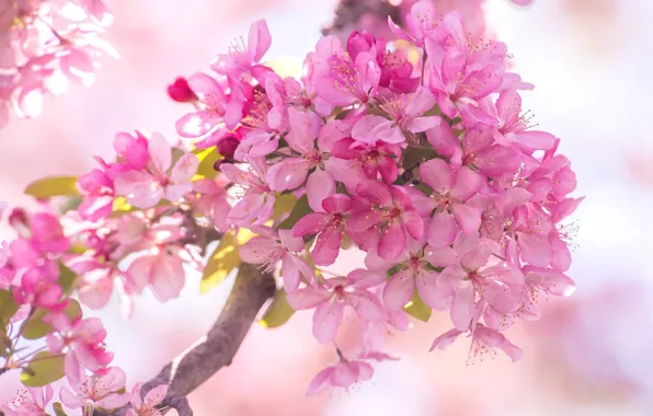Picture spring, pink flowers, flowering Crabapple
