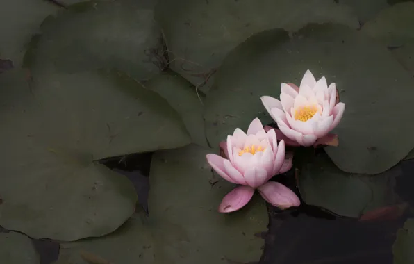 Leaves, flowers, pond, Duo, water lilies