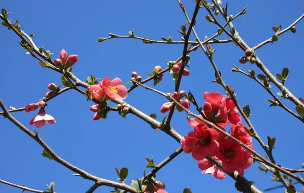 Branches, quince, April, spring 2018, mamala ©