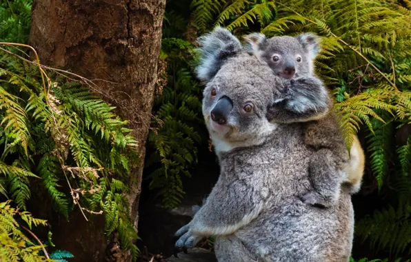 Look, nature, pose, tree, a couple, fern, cub, mom