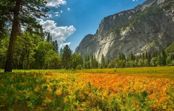 Forest, nature, mountain, plants, Yosemite National Park