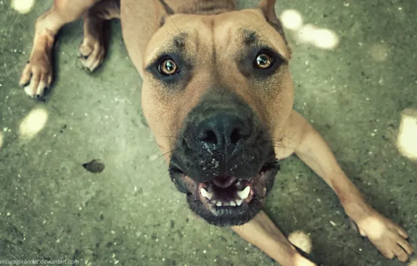 Eyes, look, face, smile, amstaff, eye, Terrier, amstaf