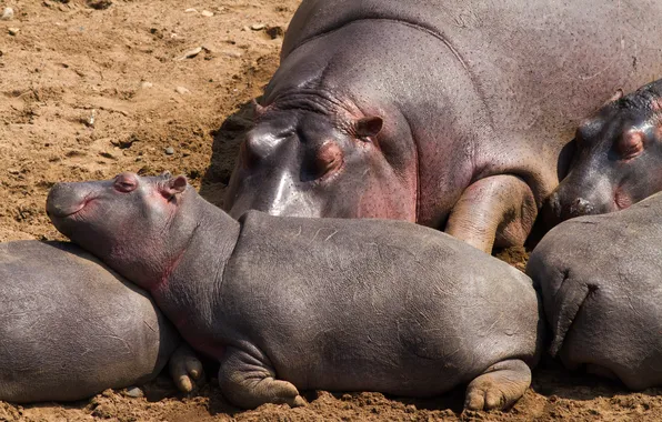 Family, Hippo, Africa, Hippo