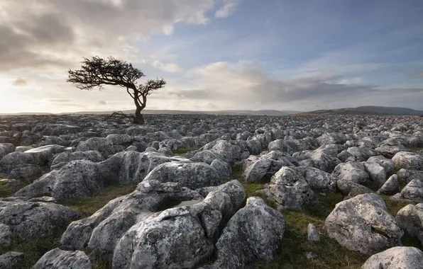 The sky, trees, stones