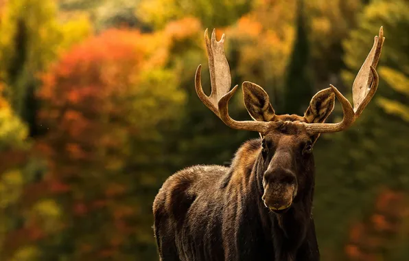 Nature, background, moose