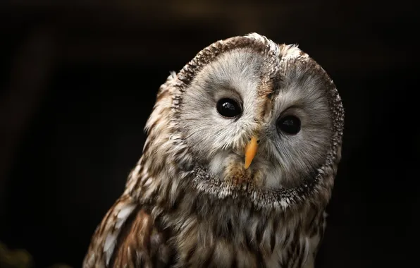 Owl, portrait, predator, beak