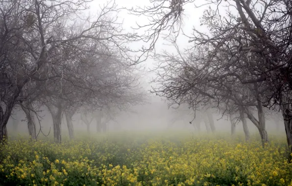 Picture trees, nature, fog, rape