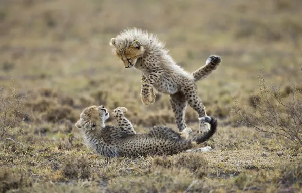 Picture the game, predators, kittens, cheetahs, cubs