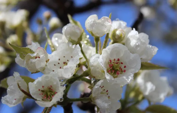 Water, drops, stamens, shadows, pear, leaves, white flowers, twigs