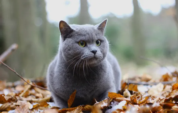 Picture autumn, cat, cat, look, leaves, nature, grey, British