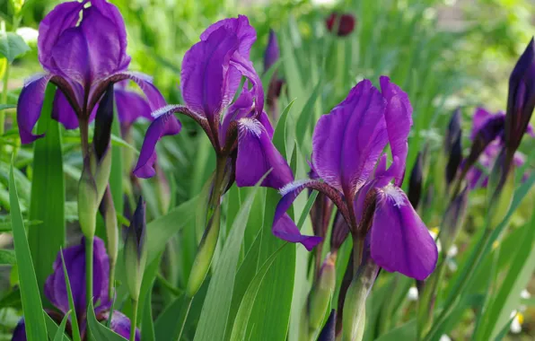 Picture Purple, flowers, beauty, nature, may, flora, plant