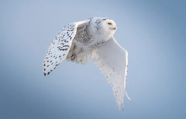 The sky, flight, owl, bird, white, blue background, polar, flying