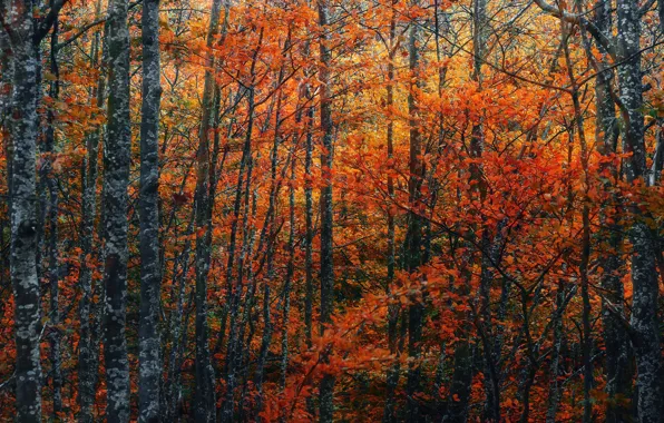 Autumn, forest, leaves, trees, branches, nature, thickets, foliage
