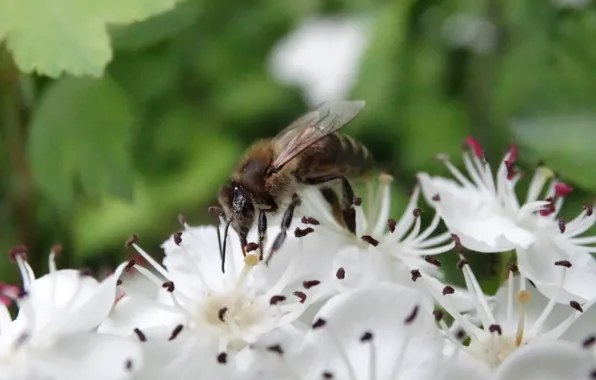 Flowers, bee, spring, Kuban, Akela White