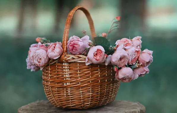 Drops, flowers, background, stump, roses, bouquet, pink, basket