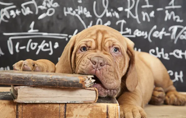 Look, face, books, dog, puppy, Board, formula, Dogue de Bordeaux