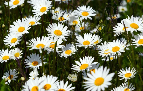 Flowers, glade, chamomile, white, a lot, leucanthemum