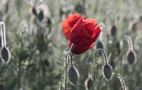 Light, flowers, Maki, red, buds, bokeh