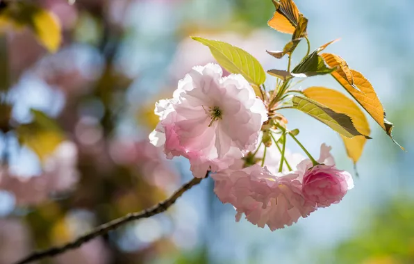 Leaves, light, flowers, branch, spring, pink, flowering, almonds