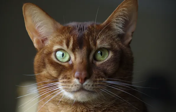 Eyes, look, background, Abyssinian cat