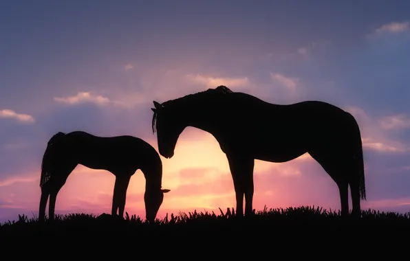 Picture grass, clouds, sunset, horses, art, silhouettes, foal