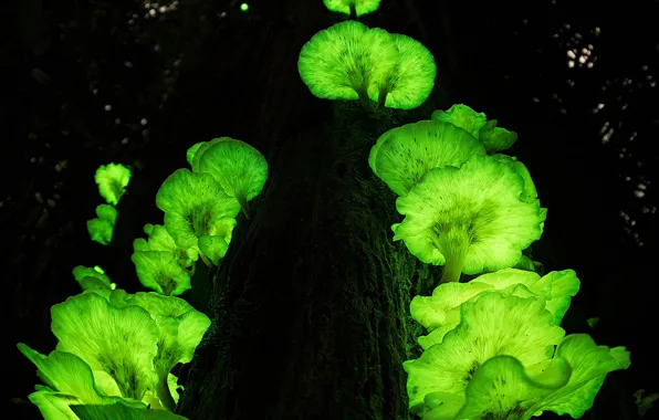 Tree, mushrooms, Australia, Ghost, trunk, QLD, Atherton