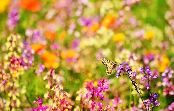 Picture summer, flowers, nature, butterfly, blur, insect, bright, bokeh