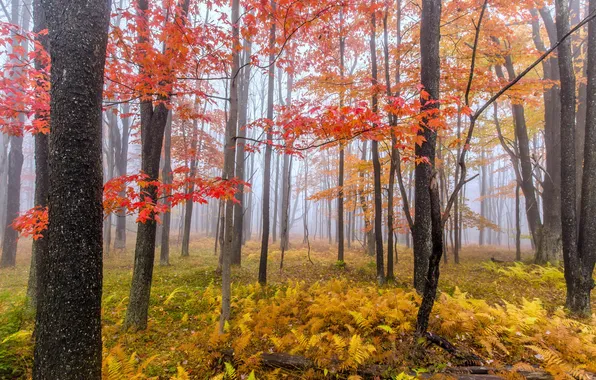 Autumn, forest, nature