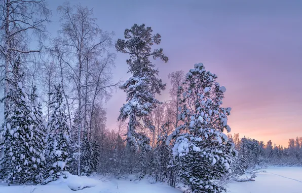 Winter, forest, snow, trees, sunset, the evening