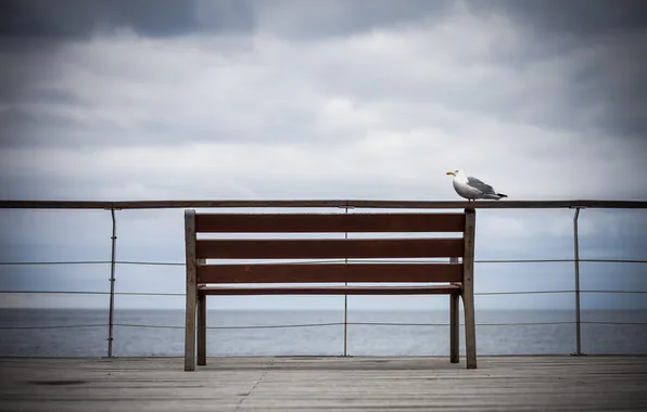 Picture the sky, bird, bench