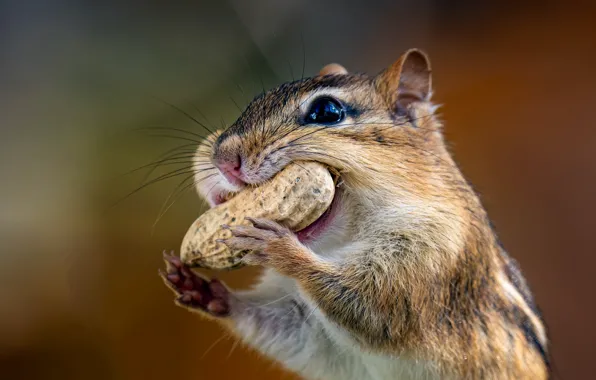 Look, pose, portrait, legs, walnut, muzzle, Chipmunk, lunch