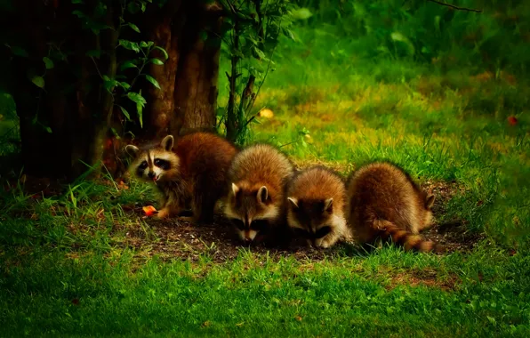 Nature, tree, glade, treatment, raccoon, company, raccoons, meal