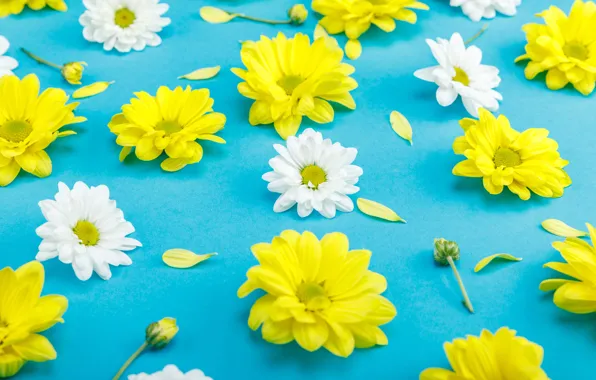 Flowers, blue background, Chrysanthemum