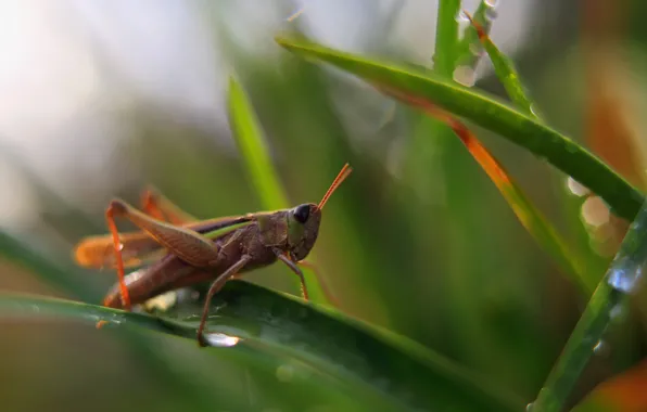 Nature, background, grasshopper