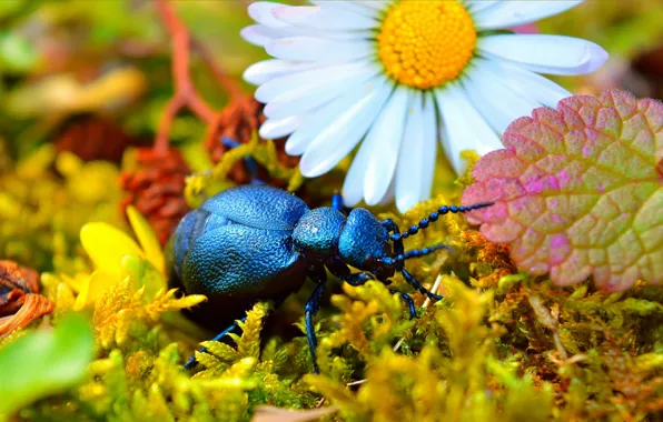 Macro, Beetle, Daisy