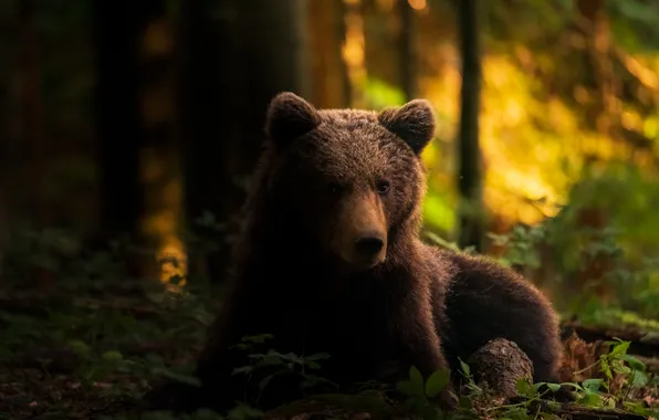 Forest, look, portrait, bear, bear, lies, bear, face